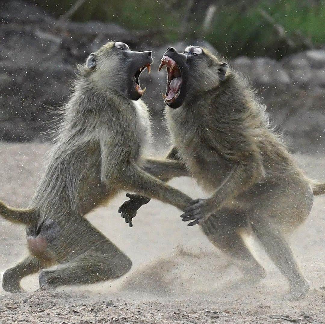 Thomas Peschakのインスタグラム：「Baboons, African Wild Dogs and Servals were just some of the iconic wildlife I recently photographed for @NatGeo and @insidenatgeo in Mozambique’s Niassa National Reserve. In 2020 I have two more trips scheduled to continue to document one of Africa’s least photographed and written about wildernesses. Inhabited by prolific biodiversity and about 60,000 indigenous people, there were many moments in this reserve the size of Switzerland, when I felt that I came close to experiencing Africa the way it was before colonialism, the slave trade and Rinderpest (a bovine disease) altered the balance of people and nature on the continent. Shot in collaboration with @anacconservacao @niassanationalreserve and @niassalionproject #mozambique #conservation #wilderness #communityconservation #niassa」