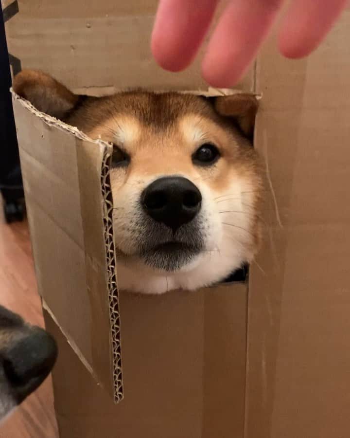 ?Fricko the Shiba Inu?のインスタグラム：「I will do everything for the treat 😋🤣🤣🤣 🐾 🐾 🐾 🐾 #Fricko #🐶 #☀️ #shiba #shibainu #dog #柴犬 #赤柴  #adorable #shibalovers #shibaholics  #dogoftheday  #weeklyfluff #aww #dogstagram  #dogscorner #puppiesofinstagram #shibapuppy」