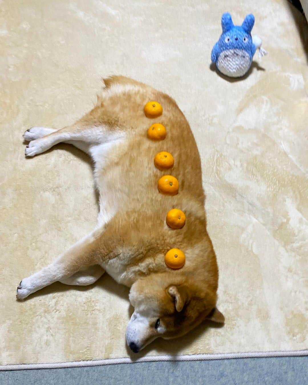 まる（まるたろう）さんのインスタグラム写真 - (まる（まるたろう）Instagram)「Good night!✨🍊🍊🐶🍊🍊✨パパ、早く寝て良いんだよ #まるのカラダはみかん6個分 #栄養満点 #みかんいらんかね〜」1月11日 0時32分 - marutaro