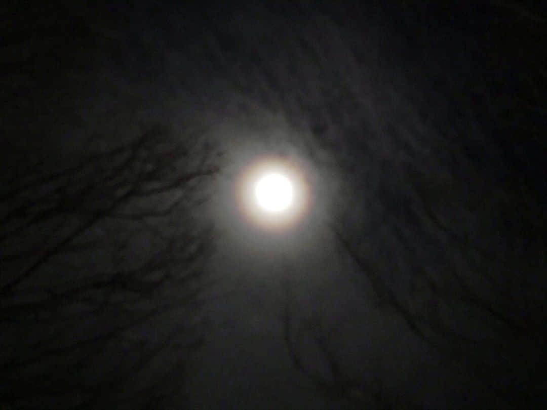 桂のインスタグラム：「Full Moon  #fullmoon #moon #luna #moonlight #silhouette #sky #nightsky #clouds #moonhalo #halo #whiterainbow #woods #trees #満月 #月 #月光 #月影 #陰影 #空 #雲 #夜空 #月暈 #樹木」