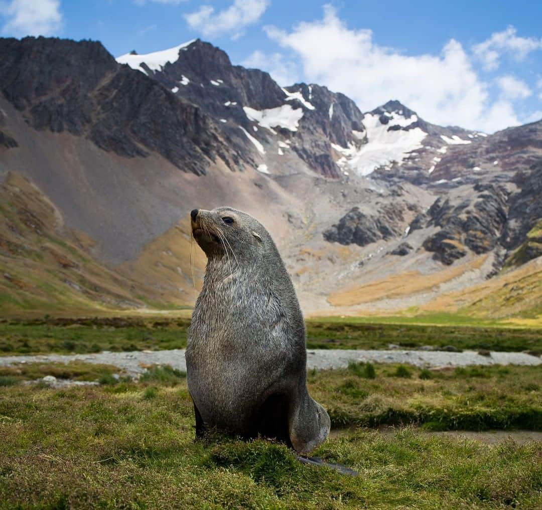 National Geographic Travelさんのインスタグラム写真 - (National Geographic TravelInstagram)「Photo by @bertiegregory | A male Antarctic fur seal stands tall in Ocean Harbour on South Georgia Island. Ninety-five percent of the world’s Antarctic fur seals breed on this island. Each year in October, males return from the open ocean to set up territories along the beaches. Females then return to these beaches to give birth to pups. Shortly after giving birth, the females come into estrus. At this point, the males compete in brutal fights for breeding rights.  Follow @bertiegregory for more wildlife adventures. #seal #southgeorgia #antarctica #mountains #wildlife」1月11日 2時06分 - natgeotravel