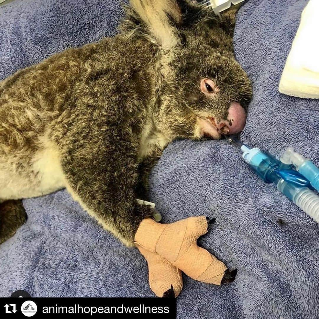 アマンダ・サイフリッドさんのインスタグラム写真 - (アマンダ・サイフリッドInstagram)「Every little tiny bit helps. It adds up. And it’s necessary. #Repost @animalhopeandwellness ・・・ We are preparing to fly into Australia to help with the fires, and the animal rescue effort. Not sure the extent of what we can do based on the fact that the fire is out of control raging everywhere. But we believe that every person willing to lend a helping hand - that in the end that is what matters. . It is devastating to watch the countless lives lost, and impact this will have on future generations and ecosystems. We thank everyone who has risked their lives, and whom are on the ground rescuing. . If you would like to help, please consider donating to one of these amazing organizations. We will be there with you soon. . @rspcansw @wireswildliferescue @animalsaustralia @wildtofree @portstephenskoalas  @wildliferescuesc @portmacquariekoalahospital @kiwildlifepark . #australia #savethekoalas @animalhopeinlegislation」1月11日 2時31分 - mingey