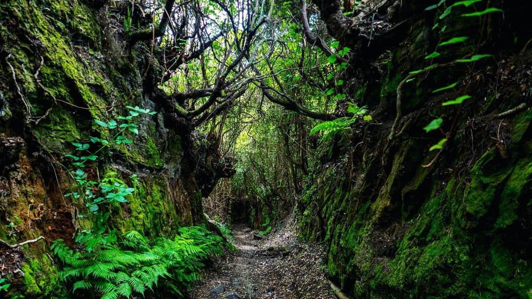 Rosetta Stoneさんのインスタグラム写真 - (Rosetta StoneInstagram)「"The texture of these woods always takes me back to fairy-tales, witches, and princesses. I identify more with the witch that wanders through the freshness of the woods fearlessly than I do with the princess that stays in her castle. This is Los Tilos in La Palma, one of the Laurisilva forests- feeding my daydreams with bright green colors." 📸 @murielrebora  Thanks for the latest #RosettaSessions, Muriel! Where has your new language taken you? Send us a pic and you might be featured next! . . . #RosettaStone #SoloTravel #Travel #LaPalma #CanaryIslands #Spain #Woods #Forest #LosTilos #Laurisilva #LaurelForest #Fairytales #Spanish #LearnSpanish #SpeakSpanish #Practice #LearnLanguages」1月11日 2時35分 - rosettastone