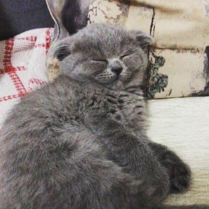 minik_catsのインスタグラム：「Şimdi uyuyunca gece çıldırıyorsun, uyuma 😄🙈 #cat #cats #catsofinstagram #catlovers #cats_of_world #izmir #scottishfold #scottishstraight #scottishfold_love #love」