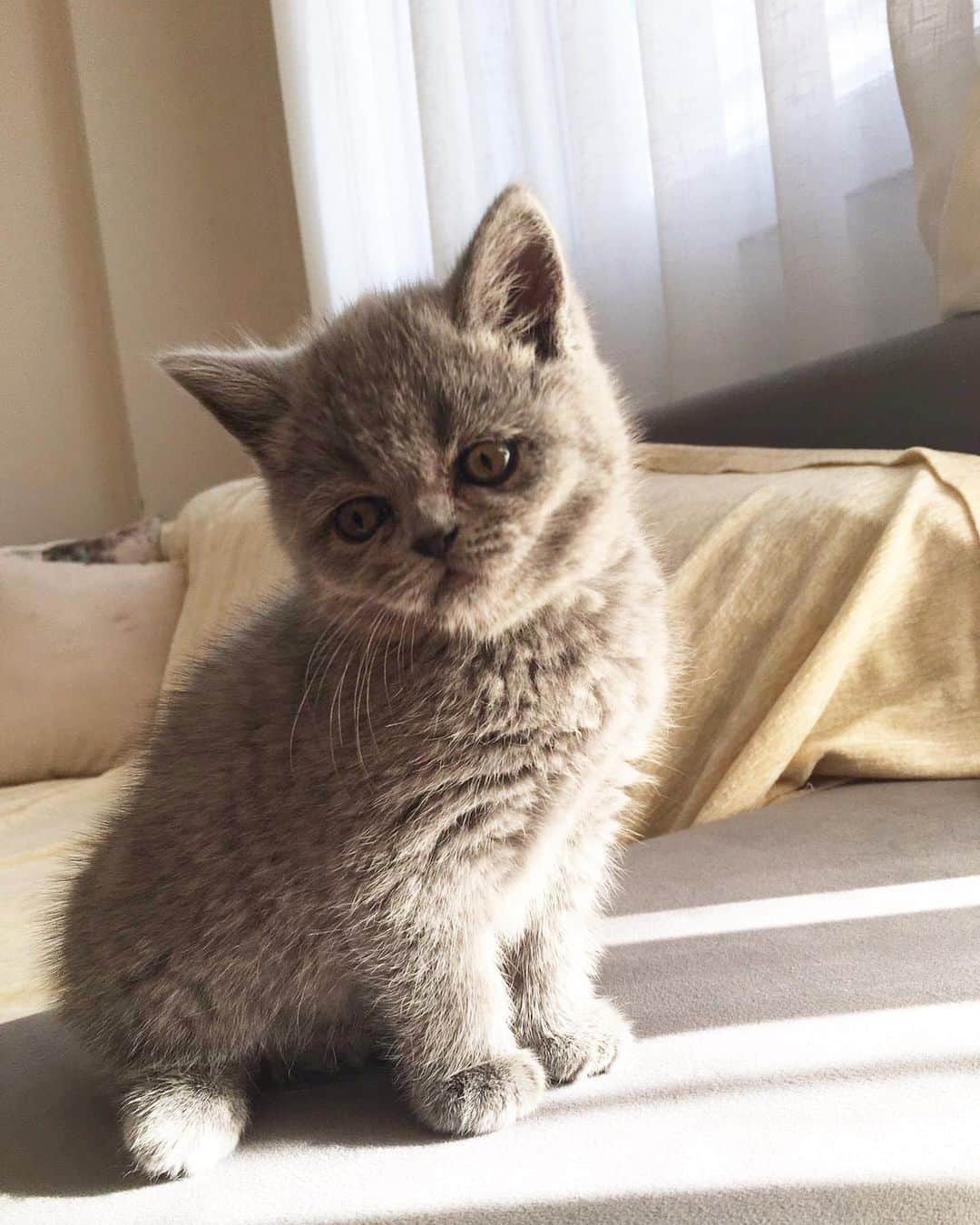 minik_catsのインスタグラム：「Teyzemizin evinde misafirlikteyiizzz ❤️🎊☺️ #pumpkin #cat #cats #catsofinstagram #catlife #instacat #vscocat #scotishfold #scottishstraight #britishshorthair #britishcat #pumpkin」