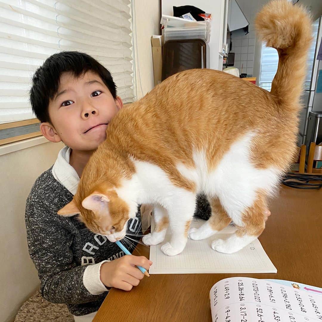 のインスタグラム：「今日の甘えん坊はメス猫のアキちゃん🐱  宿題がやれないだいちゃん…(笑)  甘えたくてジャマしてしまうアキちゃんが可愛い。 #brother4  #猫のいる暮らし」