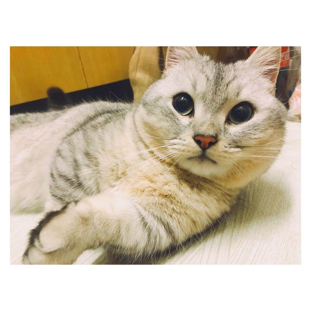 山谷花純さんのインスタグラム写真 - (山谷花純Instagram)「稽古が早く終わった。 まるさんのディナーの為、急いで帰宅中。  #ミヌエット #まるとの生活 #猫がいる生活 #にゃんすたぐらむ」1月11日 16時12分 - kasuminwoooow