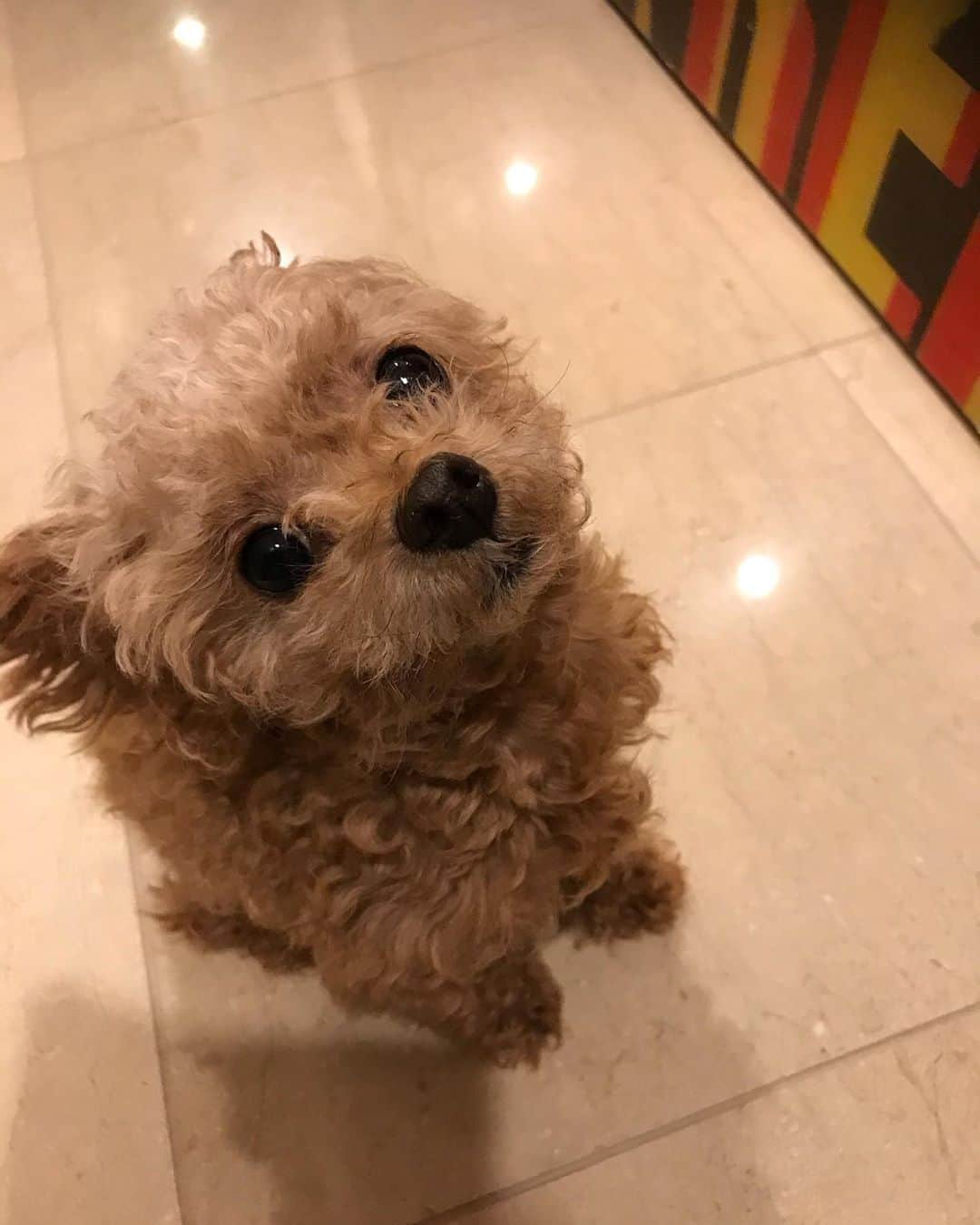 橘ケンチさんのインスタグラム写真 - (橘ケンチInstagram)「🐶『どこ行くの？』 🙋‍♂️『台湾。』 🐶『どこそれ？？』 🙋‍♂️『うーん、、とおいところ。。😂』 #ウチのチマ #初投稿 #かわいいやつ #家出たくなくなるわ  #thisisme#kenchi#tachibana#橘ケンチ#kenchitachibana#ldh#exile#japanese#japaneseactor#actor#performer#instagood #instalike #instadaily #tbt #love #dream #happiness #people #social  #traditional #craft #community」1月11日 8時39分 - kenchitachibana