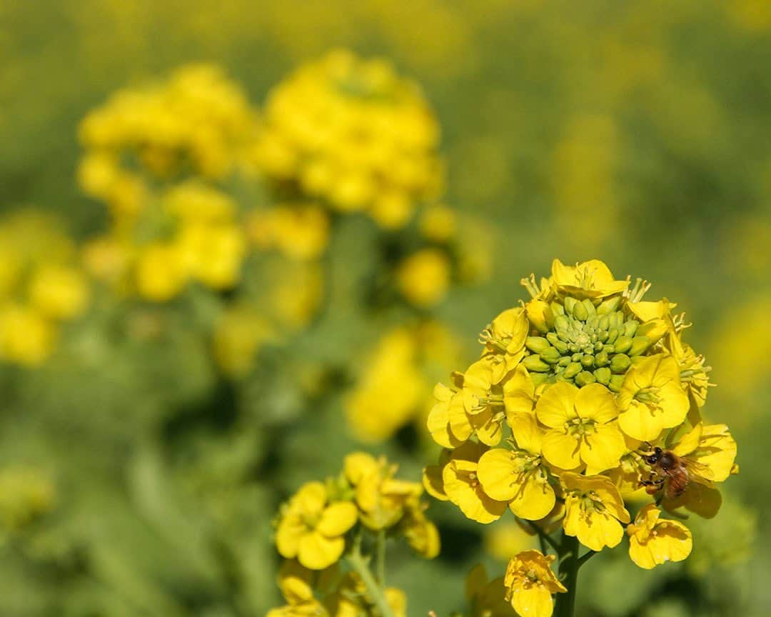 愛知県田原市さんのインスタグラム写真 - (愛知県田原市Instagram)「Spring has come. * お待たせしました *  #渥美半島春一番　始まりまーす #渥美半島菜の花まつり 開幕 #黄色いじゅうたん　の上をふわりふわり #空中散歩してみよ♡#菜の花ランウェイ  #渥美半島観光ビューロー#菜の花#菜の花まつり#ほのぼの写真コンテスト#今年もやるからね#たはら菜の花 を付けて投稿してね♪みんな待ってるよー  #たはら暮らし  #渥美半島#田原市#田原#伊良湖岬#伊良湖#赤羽根#菜の花浪漫街道  #tahara#irago#akabane #サーフィン#surfing#田舎暮らし#日々の暮らし#休日の過ごし方#スローライフ#instagramjaran#igersjp」1月11日 8時43分 - tahara_kurashi