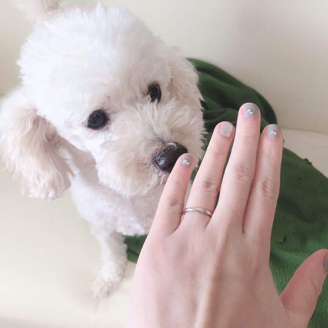 のインスタグラム：「. wedding ring💍 . よりもるいたんの方が 映えてしまってる⁇ のは気のせいとして…笑 . この指輪は2人で作った 世界に一つだけの指輪🌍* . #CRAFY #crafy表参道店  staffさん達がとても暖かくて 素敵な場所で作れました💓 . 結婚指輪だけじゃなく 婚約指輪、ペアリング も作れるので 大切な方への贈り物にも オススメです🥰 . アクセサリーとか 普段つけなかったけど 指輪は一生の相方💍 よろしくお願いします💕 . 改めて見ると 爪が小さい。なにこれ。笑 . . .  #結婚指輪 #指輪 #weddingring #handmade #ring #るいたん #愛犬 #トイプードル #白プー #instagood #instalike #followme」