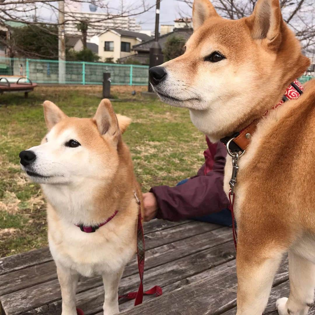 柴犬のモモさんのインスタグラム写真 - (柴犬のモモInstagram)「おはようございます。お友達ワンコと楽しくお散歩。牛アキレスもいただいて大満足のモモさんでした #いぬ #イヌ #犬 #柴犬 #赤柴 #日本犬 #犬バカ部 #ふわもこ部 #いぬら部 #癒しわんこ #柴犬マニア #犬のいる暮らし #口角キュキュッと部 #shiba #shibainu #shibadog #dogstagram #dogsofinstagram #shibastagram #shibasofinstagram #shibamania #inu #instadog #toyota_dog」1月11日 9時42分 - shi_ba_i_nu_momo