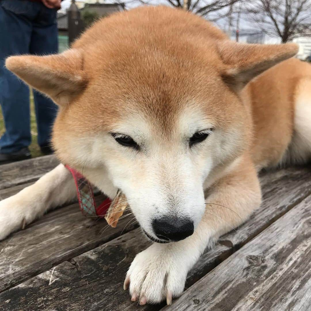 柴犬のモモさんのインスタグラム写真 - (柴犬のモモInstagram)「おはようございます。お友達ワンコと楽しくお散歩。牛アキレスもいただいて大満足のモモさんでした #いぬ #イヌ #犬 #柴犬 #赤柴 #日本犬 #犬バカ部 #ふわもこ部 #いぬら部 #癒しわんこ #柴犬マニア #犬のいる暮らし #口角キュキュッと部 #shiba #shibainu #shibadog #dogstagram #dogsofinstagram #shibastagram #shibasofinstagram #shibamania #inu #instadog #toyota_dog」1月11日 9時42分 - shi_ba_i_nu_momo