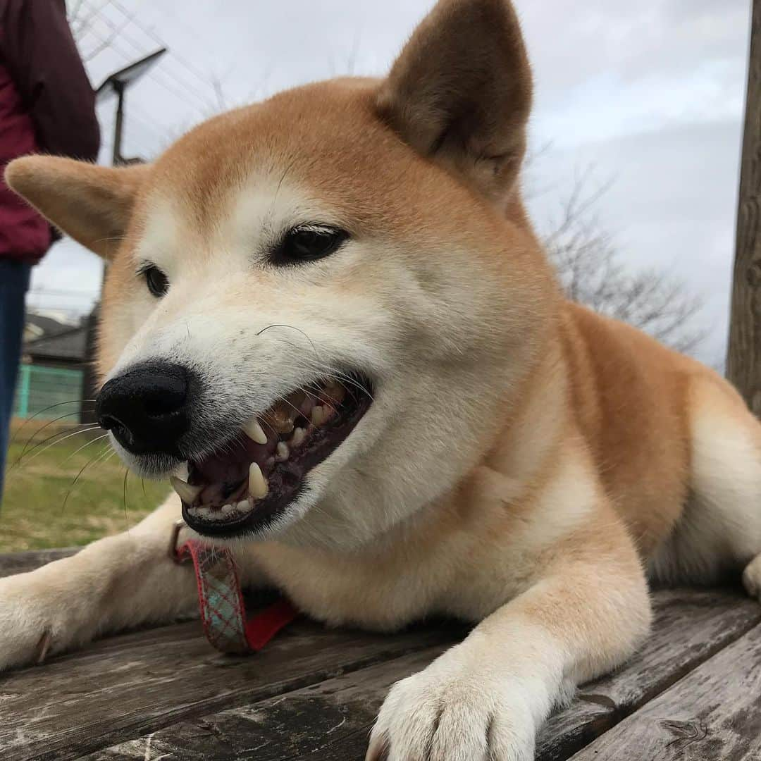 柴犬のモモさんのインスタグラム写真 - (柴犬のモモInstagram)「おはようございます。お友達ワンコと楽しくお散歩。牛アキレスもいただいて大満足のモモさんでした #いぬ #イヌ #犬 #柴犬 #赤柴 #日本犬 #犬バカ部 #ふわもこ部 #いぬら部 #癒しわんこ #柴犬マニア #犬のいる暮らし #口角キュキュッと部 #shiba #shibainu #shibadog #dogstagram #dogsofinstagram #shibastagram #shibasofinstagram #shibamania #inu #instadog #toyota_dog」1月11日 9時42分 - shi_ba_i_nu_momo