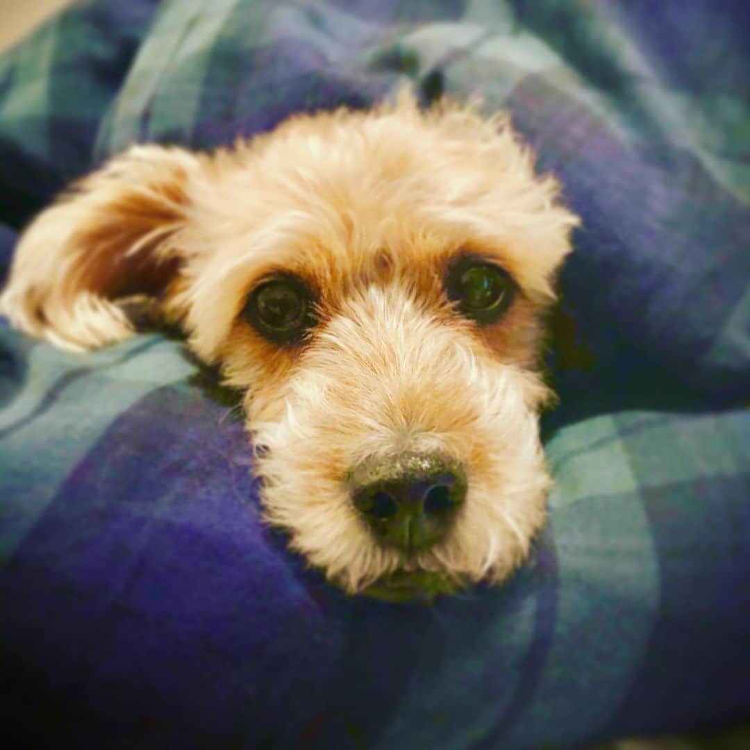 宮本亜門さんのインスタグラム写真 - (宮本亜門Instagram)「さむいあさは、ふとんから出られません。　#肌寒いですね　#連休の方はワンコともっと触れ合ってください　#保護犬　#ビート　#宮本亞門」1月11日 9時45分 - beatamon