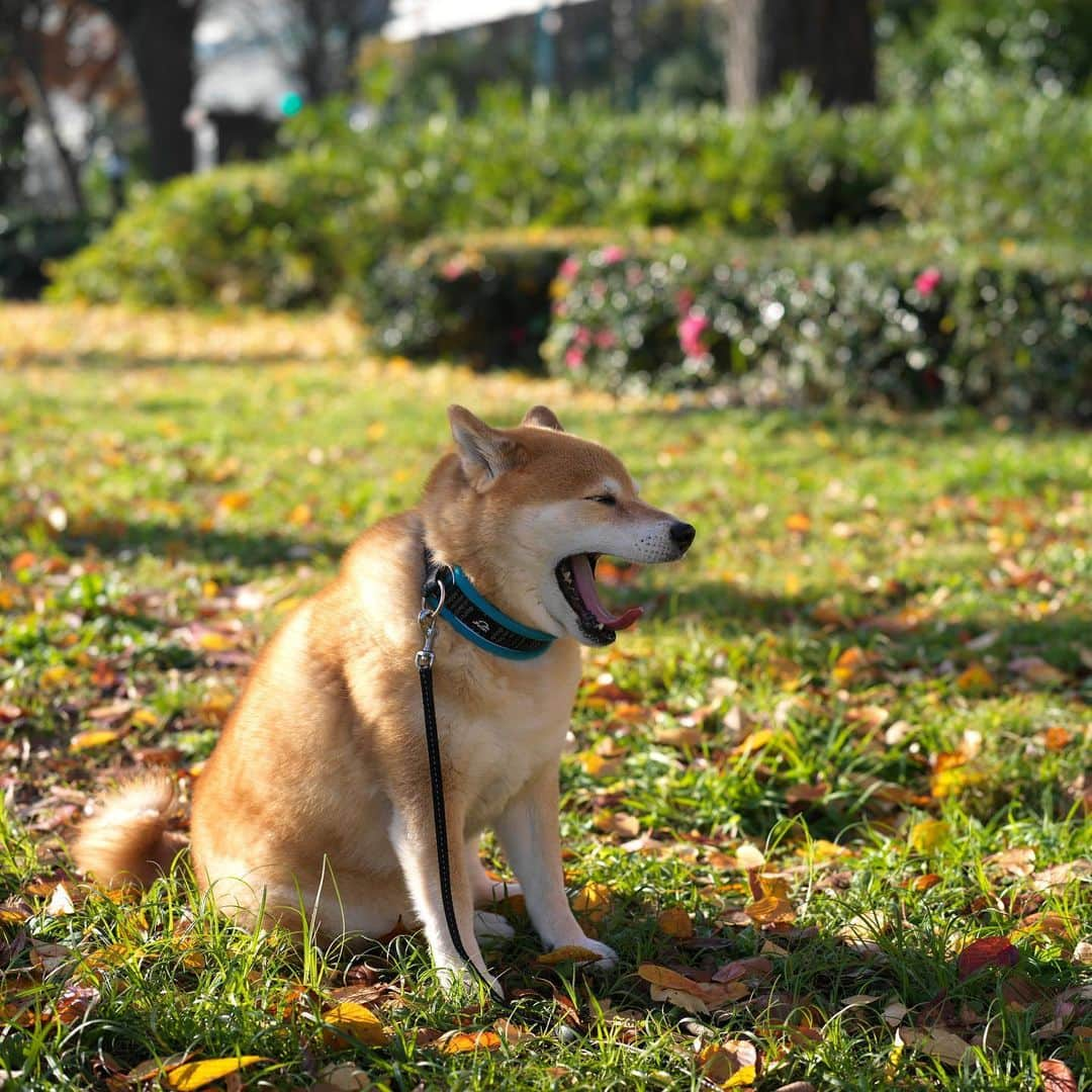 まる（まるたろう）さんのインスタグラム写真 - (まる（まるたろう）Instagram)「Good morning!✨🐶😊✨おはまる〜　今日から3連休なんだよね〜 #根津ミーランドにおいでよ #渋い感じですよ #根津駅前にタピオカ屋さんもあるし #お団子屋さんもあるの」1月11日 10時01分 - marutaro