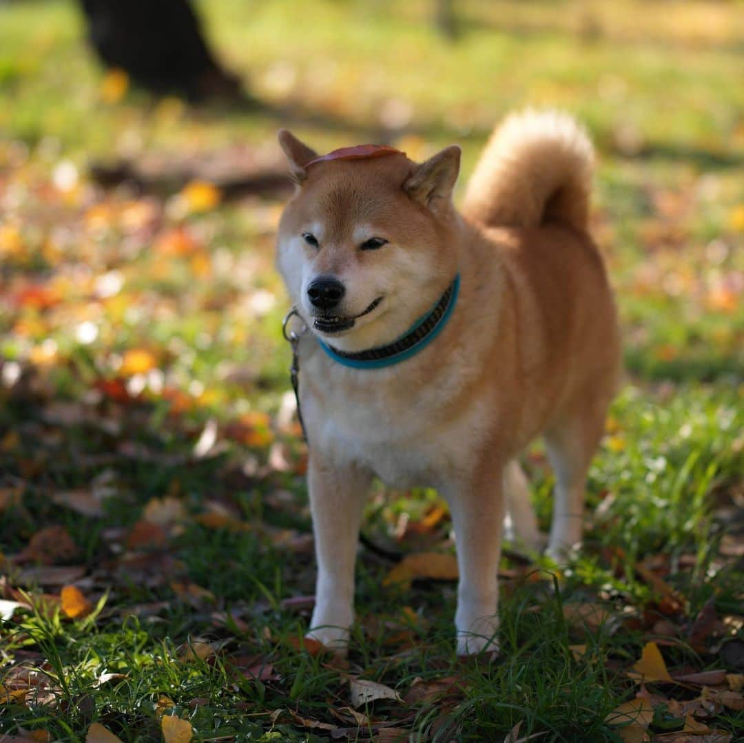 まる（まるたろう）さんのインスタグラム写真 - (まる（まるたろう）Instagram)「Good morning!✨🐶😊✨おはまる〜　今日から3連休なんだよね〜 #根津ミーランドにおいでよ #渋い感じですよ #根津駅前にタピオカ屋さんもあるし #お団子屋さんもあるの」1月11日 10時01分 - marutaro