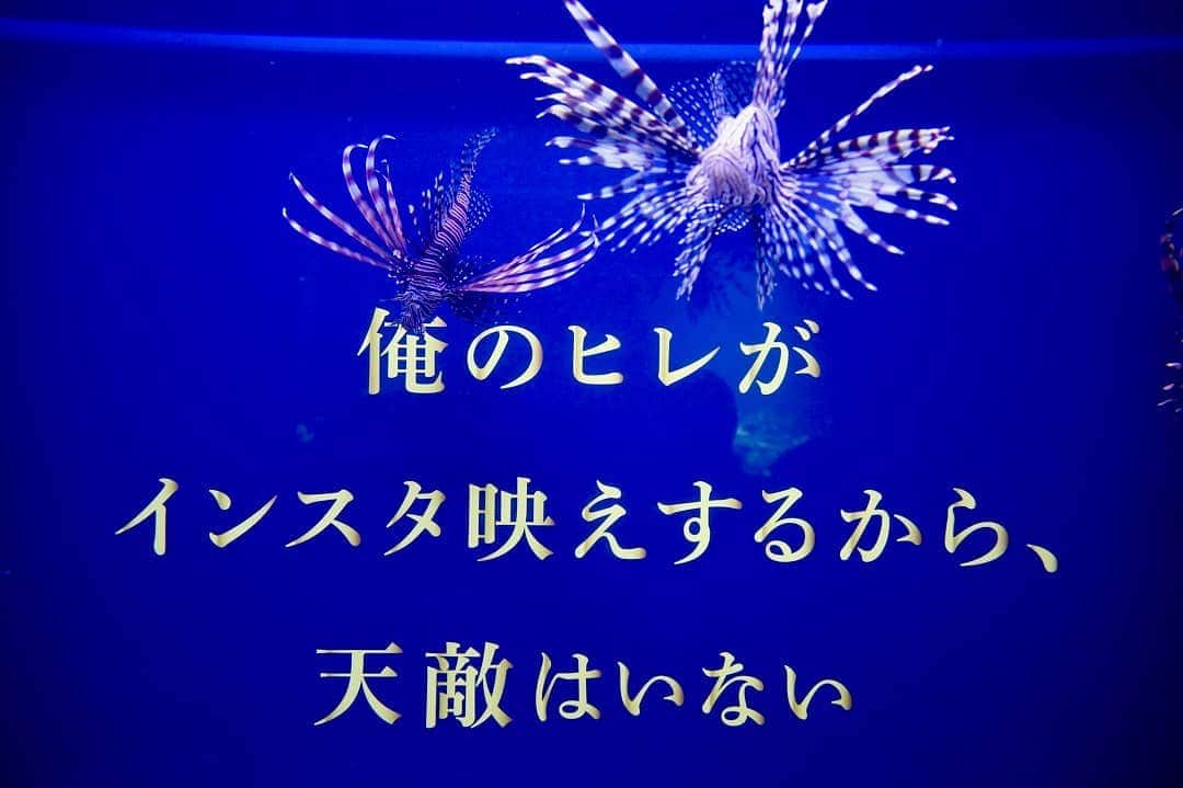 アクアパーク品川さんのインスタグラム写真 - (アクアパーク品川Instagram)「＼『 #ROLAND魚録展 』開催中✨／ 美しいヒレには毒がある… 天敵を寄せつけず、見る者の心を惹きつける、ハナミノカサゴの雅な一言。  http://www.aqua-park.jp/special/rolandgyorokuten2019/  #マクセルアクアパーク品川 #MaxellAquaParkShinagawa #アクアパーク #aquapark #アクアパーク品川 #aquaparkshinagawa  #ROLAND #ローランド」1月11日 12時26分 - aquapark_official