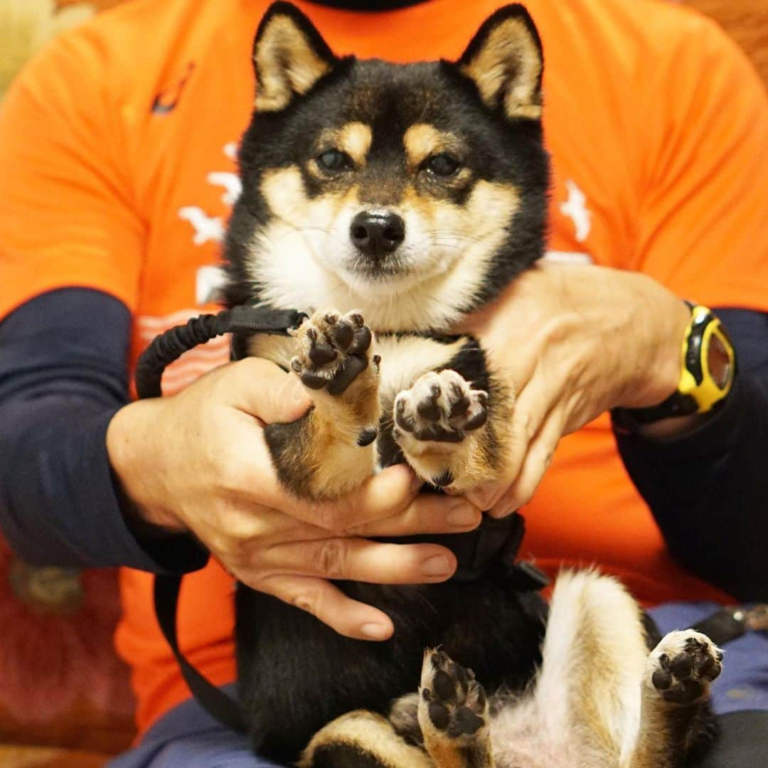 黒豆柴こむぎのインスタグラム