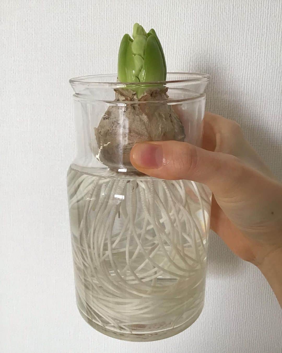 のインスタグラム：「水栽培って楽しーっ！ #ヒヤシンス」