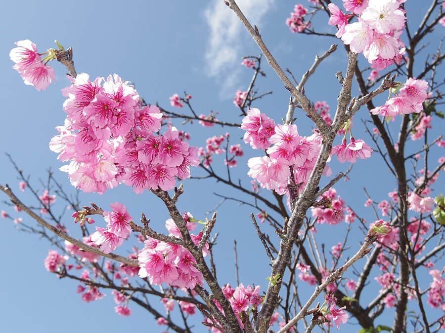 沖縄県民のおでかけ応援サイト「ちゅらとく」さんのインスタグラム写真 - (沖縄県民のおでかけ応援サイト「ちゅらとく」Instagram)「沖縄の1月といえば、緋寒桜（ヒカンザクラ）が咲き始める時期🌸 * 梅や桃のような、濃いピンク色の花をうつむきがちに咲かせる光景は、まるで桜のトンネルのよう✨ * 県内各地では、毎年多くの人で賑わう祭りなども開催されるので、ドライブや散策にでかける際にはぜひ、立ち寄ってみてはいかが？ * 桜まつりが開催されるスポットをご紹介♪詳しくは「ちゅらとく　桜」で検索👀 * #ちゅらとく #おでかけ情報 #沖縄 #桜 #桜祭り#緋寒桜 #ドライブ #県民限定価格 #沖縄満喫」1月11日 13時41分 - churatoku