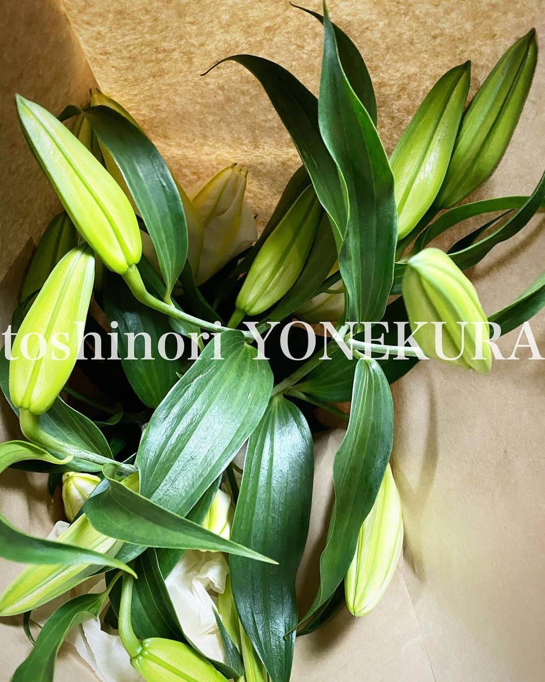 のインスタグラム：「flowers of this week: casablanca」