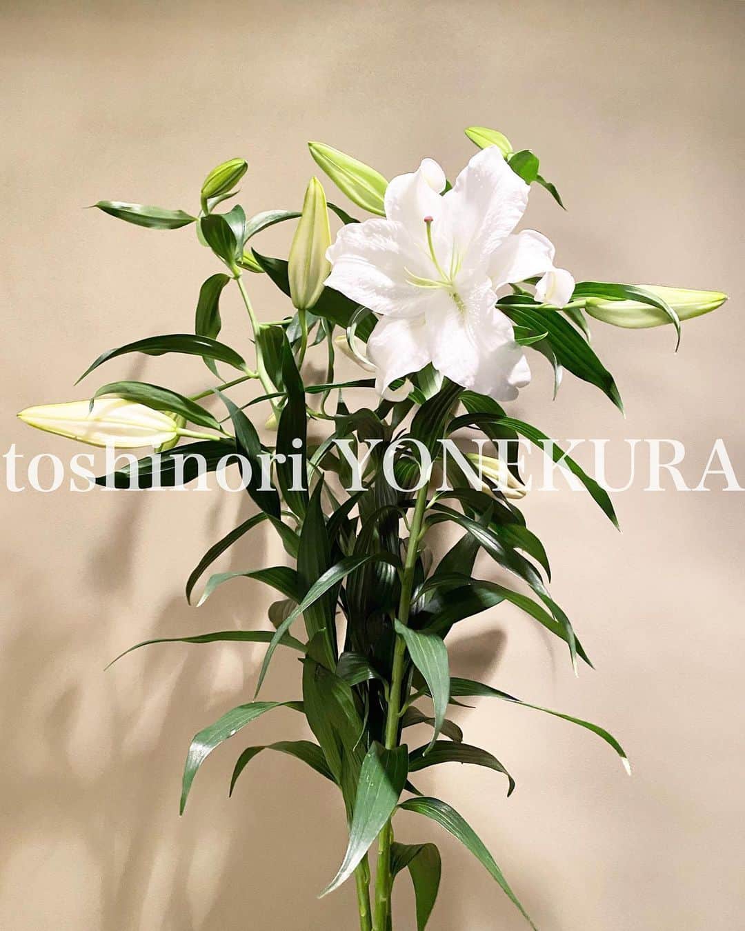 のインスタグラム：「flowers of this week: casablanca」