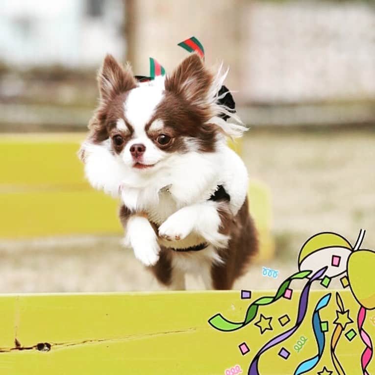 犬小屋??のインスタグラム