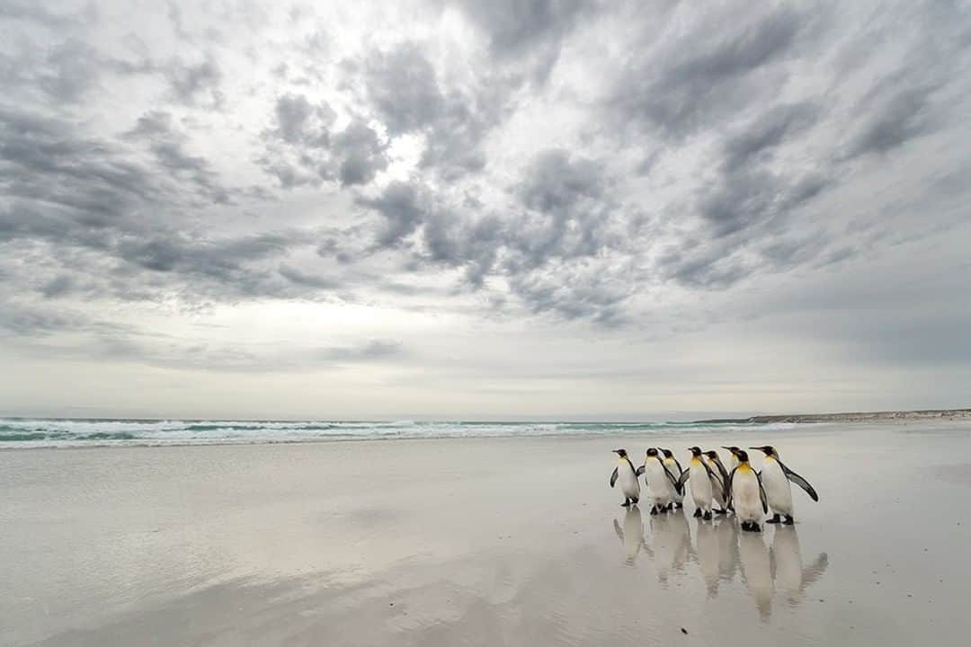 National Geographic Travelさんのインスタグラム写真 - (National Geographic TravelInstagram)「Photo by @daisygilardini | King penguins huddle together on the wide, two-mile-long expanse of sand flats at Volunteer Point in the Falkland Islands (Islas Malvinas). The Point, a private nature reserve three hours from the capital of Stanley, was named after the ship Volunteer, which first called at the islands in 1815. The white sandy beach, bordered by high grassy banks and dunes,  provides an ideal nesting ground for gentoo, Magellanic, and king penguins. Follow me @DaisyGilardini for more images and stories behind the scenes. #penguin #kingpenguin #FalklandIslands」1月11日 18時08分 - natgeotravel