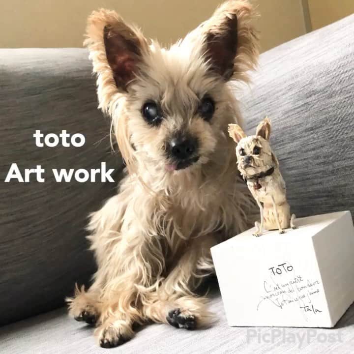 坂本陽子のインスタグラム：「.﻿ インスタのpicで発見したアーティストTALAさんのオブジェ💕❤️﻿ TALAさんの作り出す大人のセンスに一目惚れして、@talasolaにトト(17歳)のオブジェをオーダー、我が家に到着しましたー❗️﻿ ﻿ 細部にわたり、トトの特徴をすごく理解してもらえて、嬉しい限り🤣🤣﻿ 木の温もりにも、癒されます。﻿ トトも、このチビトトがお気に入りですヨ。﻿ ﻿ 我が家の家宝にしまーす🙏﻿ ﻿ #トト#ヨーキー#ヨークシャテリア#17歳犬#シニア犬#シニア犬17歳#スーパーシニア犬#老犬#老犬との暮らし#おじいちゃん犬#秘密結社老犬倶楽部#2002年組#腎臓病犬#腎不全#皮下点滴#自宅点滴」