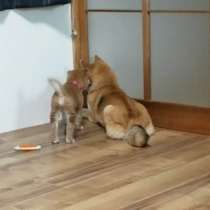 柴犬たま Shibainu Tamaのインスタグラム