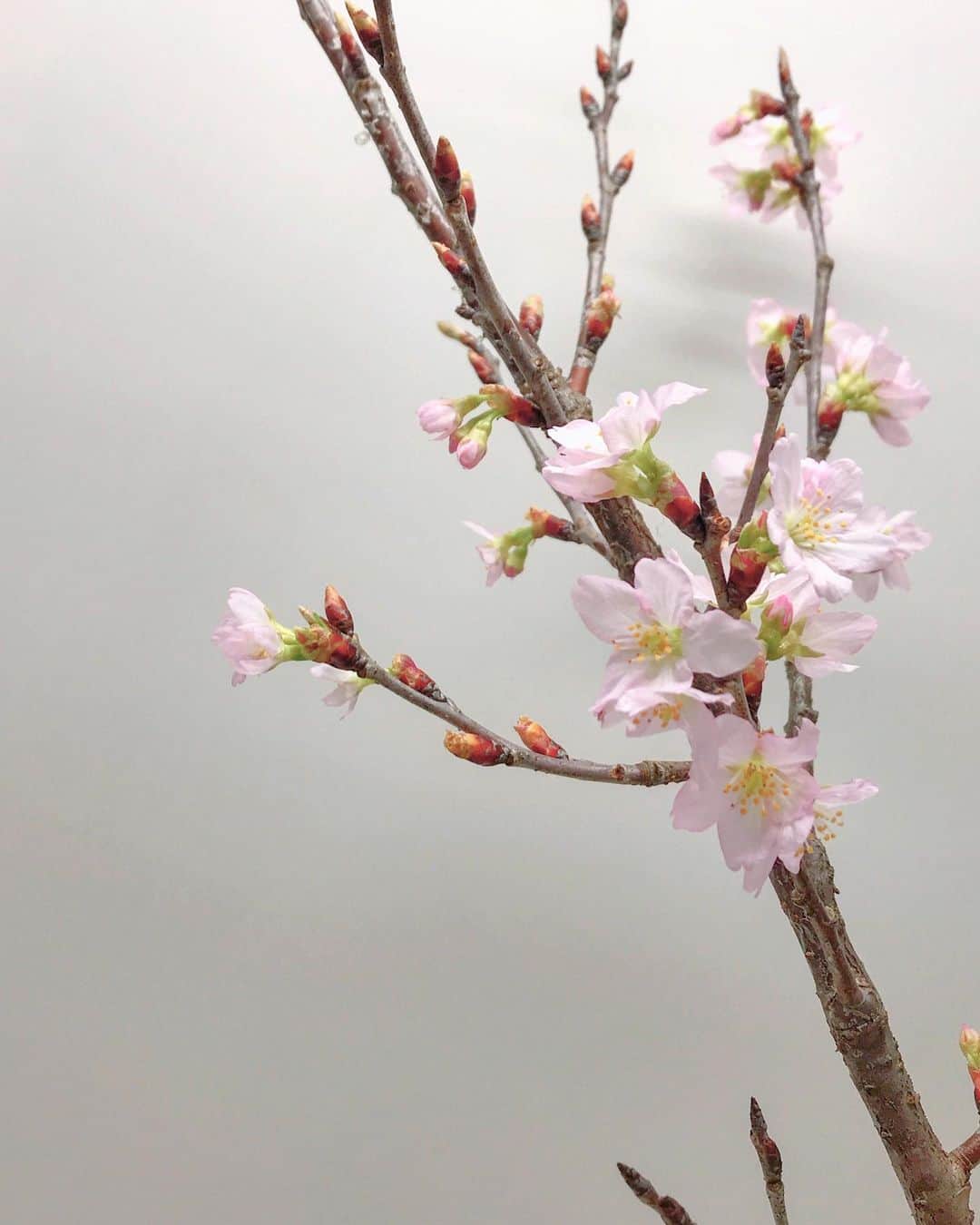 笹口直子さんのインスタグラム写真 - (笹口直子Instagram)「・ ・ まだまだ寒いけど年始に買った桜が開花しました🌸 ・ ・ 今日は朝から娘のダンスの発表会。 私は付き添いしかしてないのに疲れて夕方寝落ちしました^^; 体力が欲しいこの頃です。 ・ ・ #お花のある暮らし #桜 #お花好きな人と繋がりたい」1月11日 19時52分 - na.o.ko.16