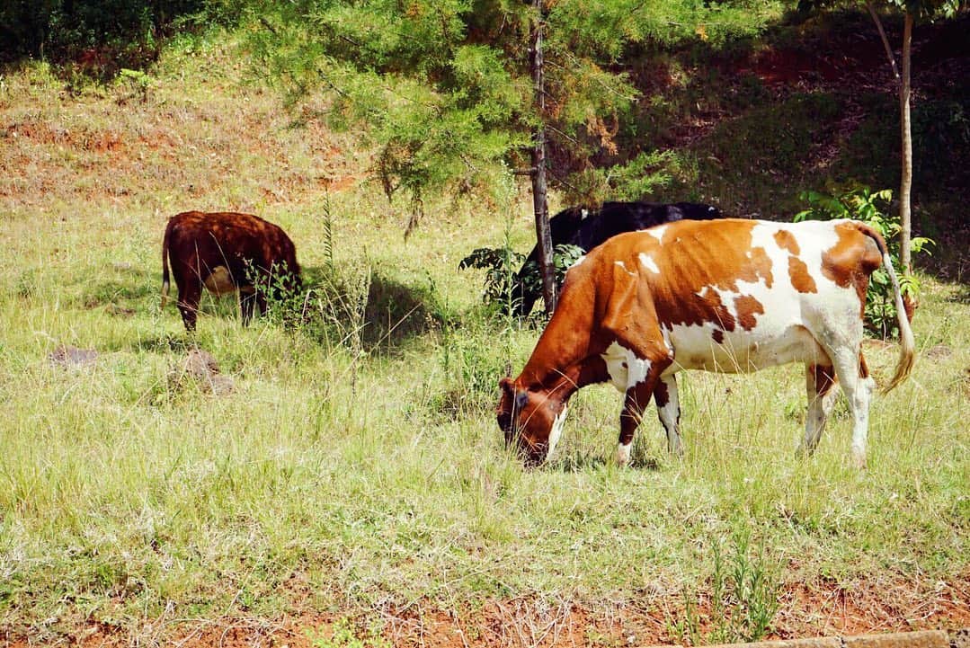 神野大地さんのインスタグラム写真 - (神野大地Instagram)「牛に見守られながらのtrack session！ #ケニア合宿 #newbalance  新マネジャー、タムケンのカメラ技術の向上を願う！笑」1月11日 19時56分 - daichi_0913