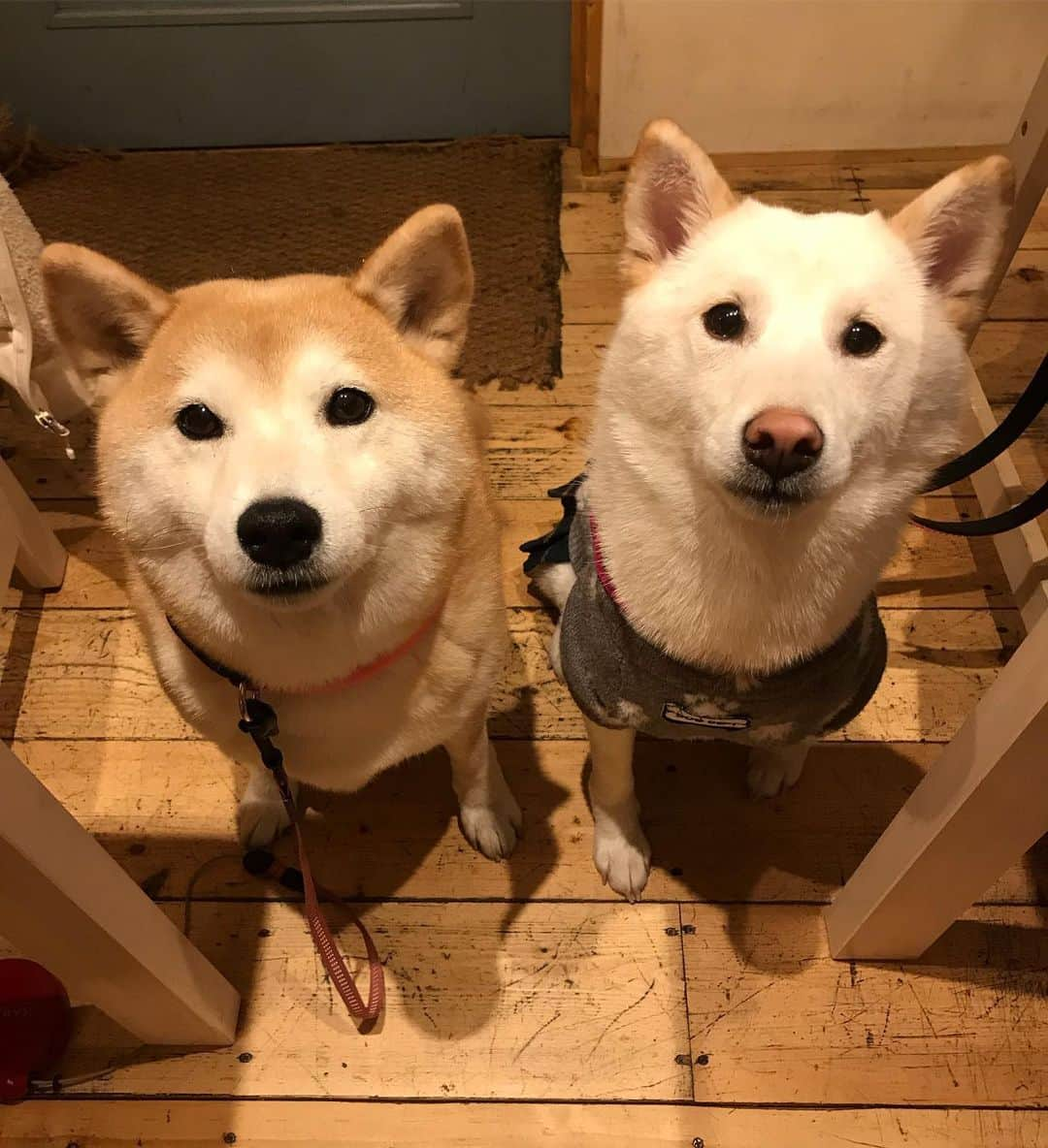 柴犬のモモさんのインスタグラム写真 - (柴犬のモモInstagram)「散歩&晩御飯でカフェむすびさんにお邪魔してきました。可愛い小春ちゃんとお友達になりましたし、相変わらず撮影スポットの小道具達も可愛かったです。ご飯も安定の美味しさです #いぬ #イヌ #犬 #柴犬 #赤柴 #日本犬 #犬バカ部 #ふわもこ部 #いぬら部 #癒しわんこ #柴犬マニア #犬のいる暮らし #口角キュキュッと部 #shiba #shibainu #shibadog #dogstagram #dogsofinstagram #shibastagram #shibasofinstagram #shibamania #inu #instadog #toyota_dog」1月11日 20時40分 - shi_ba_i_nu_momo