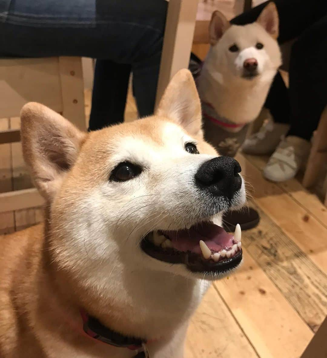 柴犬のモモさんのインスタグラム写真 - (柴犬のモモInstagram)「散歩&晩御飯でカフェむすびさんにお邪魔してきました。可愛い小春ちゃんとお友達になりましたし、相変わらず撮影スポットの小道具達も可愛かったです。ご飯も安定の美味しさです #いぬ #イヌ #犬 #柴犬 #赤柴 #日本犬 #犬バカ部 #ふわもこ部 #いぬら部 #癒しわんこ #柴犬マニア #犬のいる暮らし #口角キュキュッと部 #shiba #shibainu #shibadog #dogstagram #dogsofinstagram #shibastagram #shibasofinstagram #shibamania #inu #instadog #toyota_dog」1月11日 20時40分 - shi_ba_i_nu_momo