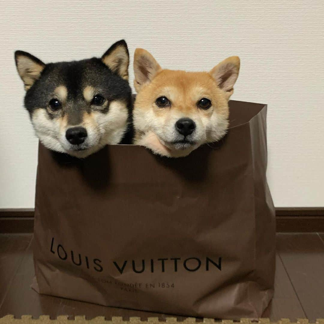 豆柴なつ&ふゆさんのインスタグラム写真 - (豆柴なつ&ふゆInstagram)「New Arrival, Louis Vuitton😂😂(jk) ボッテガに続きLOEWEに続きヴィトンの新作😂😂(嘘)  #louisvuitton  #vuitton #ヴィトン#ルイヴィトン新作  #柴犬#shiba #shibainu #shibagram  #shibalove#豆柴#mameshiba #japanesedog  #CuteDogs #🐕📷#doglove #dogstagram #dogoftheday #instadog #instashiba #柴犬マニア#shiba_snap #犬ら部 #犬バカ部 #ふわもこ部 #instacute #pecoいぬ部 #instafollow  #柴#mofmo」1月11日 21時03分 - mameshiba.natsuinu56