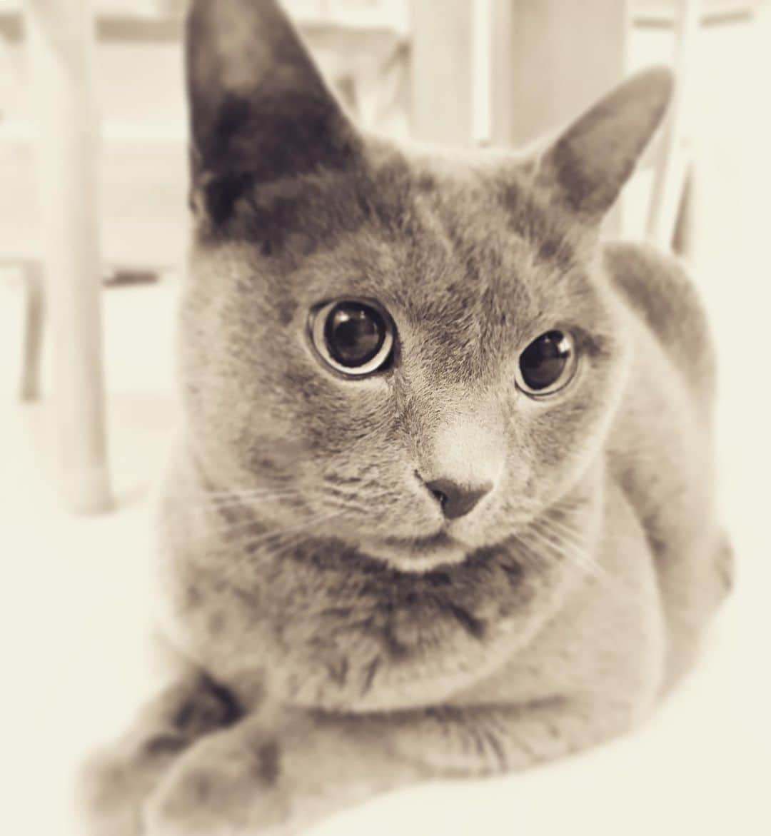 ミーちゃんのインスタグラム：「令和2年初投稿となります。 本年もよろしくお願いします😊  #cat #russianblue #neko #catsofinstagram #catstagram #猫 #ネコ #ねこ #ロシアンブルー#グレ猫倶楽部」