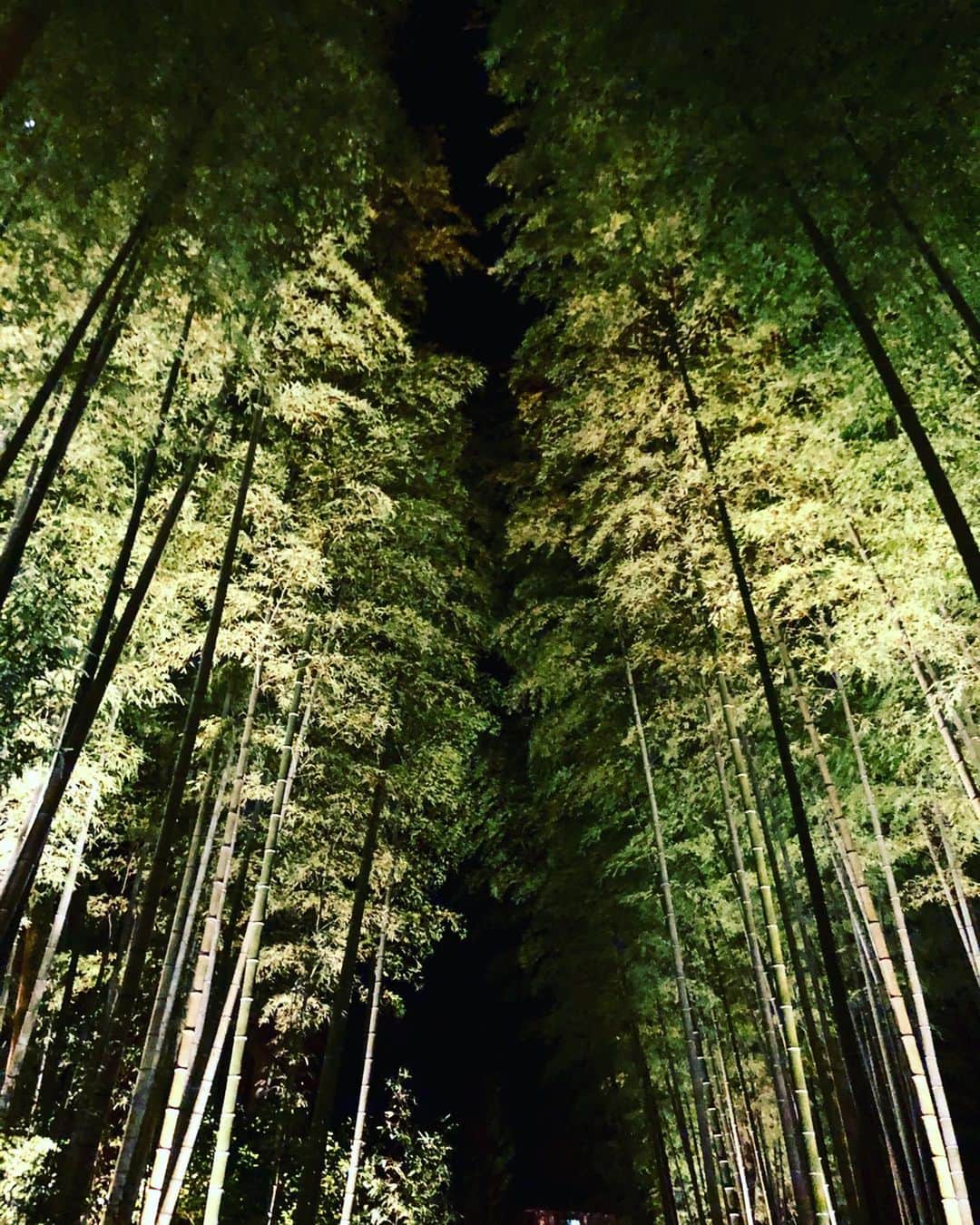 川戸沙羅さんのインスタグラム写真 - (川戸沙羅Instagram)「ふらっとちくりん🎋  #竹林の道  #川の音」1月11日 21時18分 - sara_shirasawa