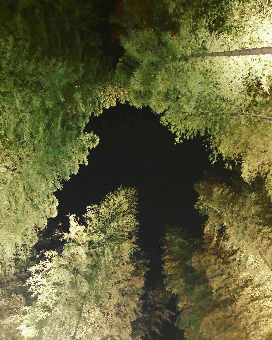 川戸沙羅さんのインスタグラム写真 - (川戸沙羅Instagram)「ふらっとちくりん🎋  #竹林の道  #川の音」1月11日 21時18分 - sara_shirasawa