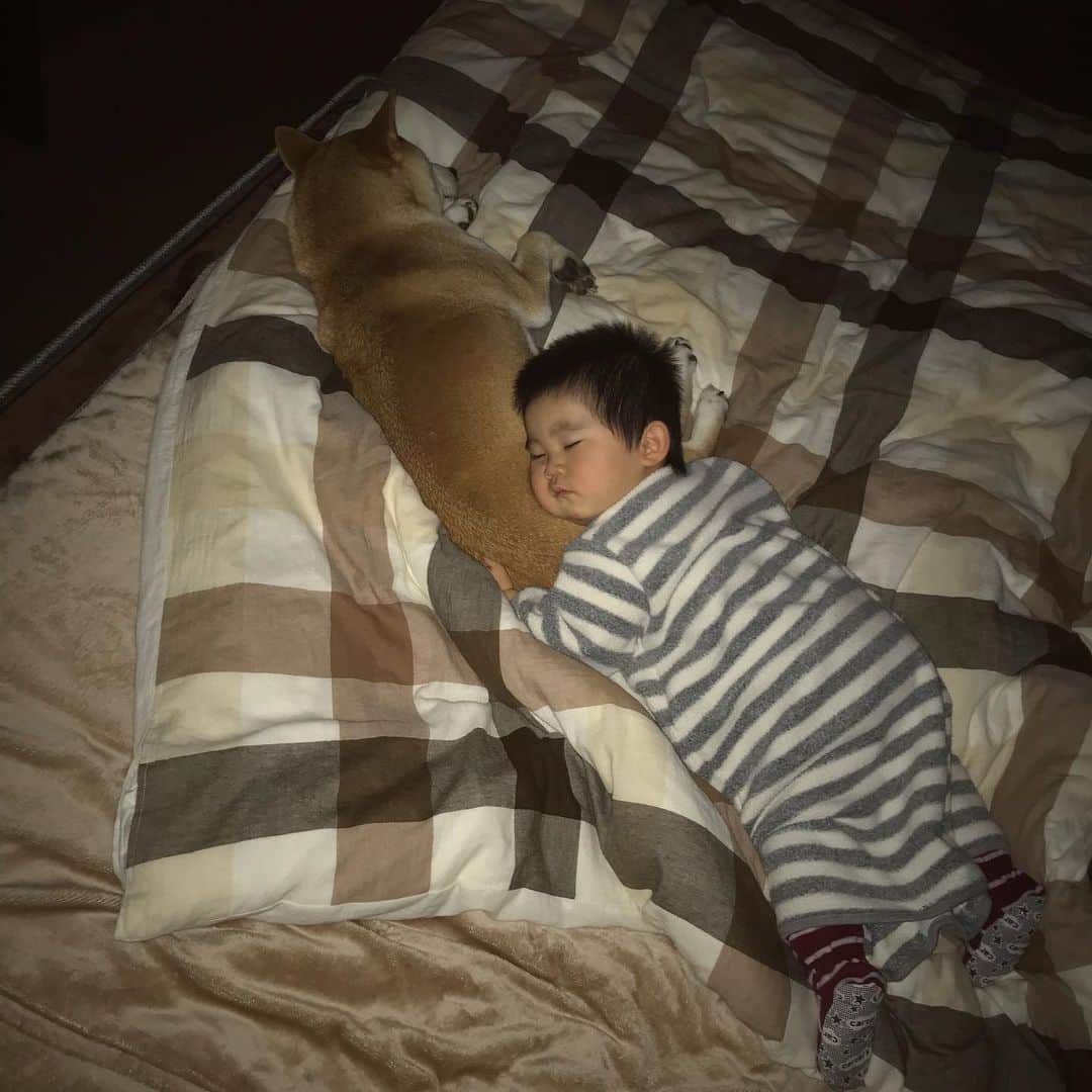 高橋みゆきのインスタグラム：「2人とも爆睡🐶💤👦💕💕 #クラ吉お兄 #心坊ふかふかした枕だね #山形」