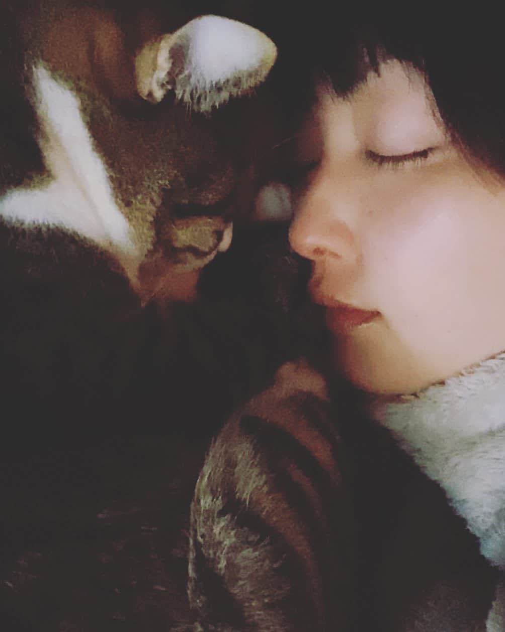 野本かりあのインスタグラム：「一緒に眠れる幸せ。 枕占領されているけど。  #lukarly #catstagram #にゃんすたぐらむ」