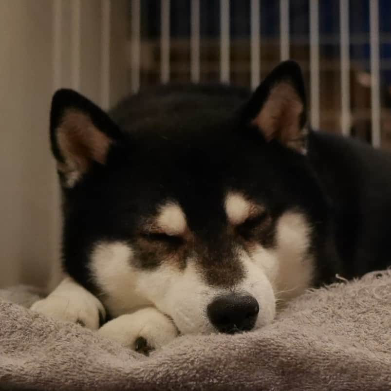 くろさんのインスタグラム写真 - (くろInstagram)「#💤 #スヤスヤ豆 #スヤスヤ犬 #kuroshiba #blackshiba #shibainu #shibastagram #instadog #dogstagram #sleepydog #柴犬 #黒柴 #黑柴 #日本犬 #和犬 #シニア犬 #癒し犬 #いぬら部 #ふわもこ部 #柴犬部 #モフモフ生命体 #柴犬のいる暮らし #柴犬のいる生活 #柴犬と一緒 #わんこのいる暮らし #わんこのいる生活 #わんこと一緒 #わんダフォ #わんだふるJapan」1月11日 22時04分 - m6bmw