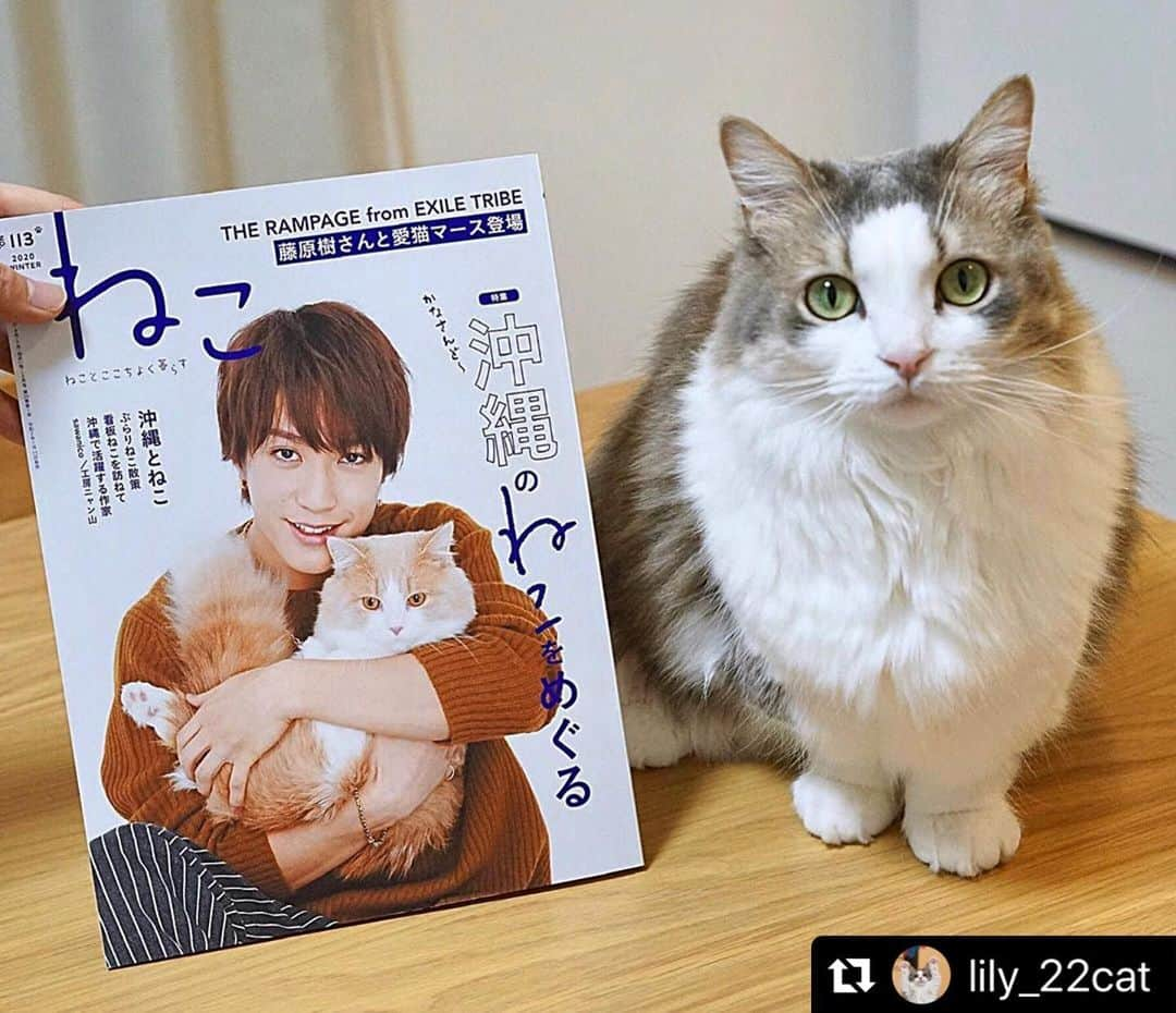 ねこさんのインスタグラム写真 - (ねこInstagram)「@lily_22cat さん、素敵2ショットありがとうございます😭🙏❤️バッチリカメラ目線頂きましたっ❣️嬉しいなぁ💕リリーちゃんも、表紙の藤原樹さんの愛猫マースも、マンチカン同士だ😍❤️ #Repost @lily_22cat with @make_repost ・・・ 本日発売の #ねこマガジン に﻿ リリーも掲載していただきました✨﻿ ありがとうございました🙇‍♀️💕﻿ ・﻿ ・﻿ #マンチカン #猫 #ねこ #にゃんこ #にゃんすたぐらむ #ねこのいる暮らし #猫好きさんと繋がりたい #ilovecats #munchkin #cat #instacat #catsofinstagram #cutecat #munchkincat #catstagram #catsofig」1月11日 21時57分 - neko_magazine