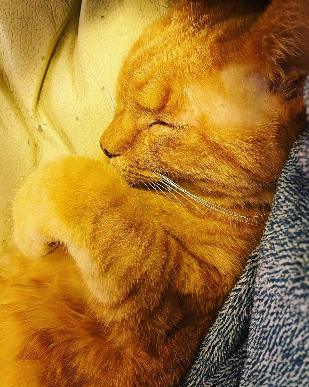 Shinnosukeさんのインスタグラム写真 - (ShinnosukeInstagram)「お、おぅ…か、かわええやないかぃ。  #cat #猫 #手 #前足」1月11日 22時48分 - shinscapade