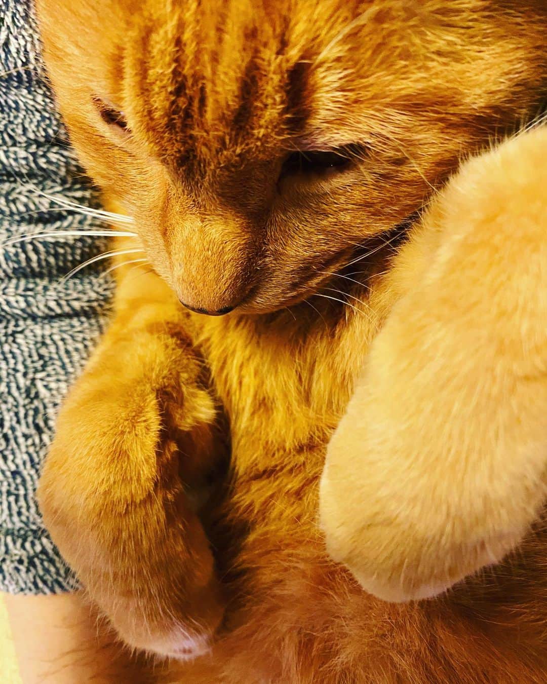 Shinnosukeさんのインスタグラム写真 - (ShinnosukeInstagram)「お、おぅ…か、かわええやないかぃ。  #cat #猫 #手 #前足」1月11日 22時48分 - shinscapade