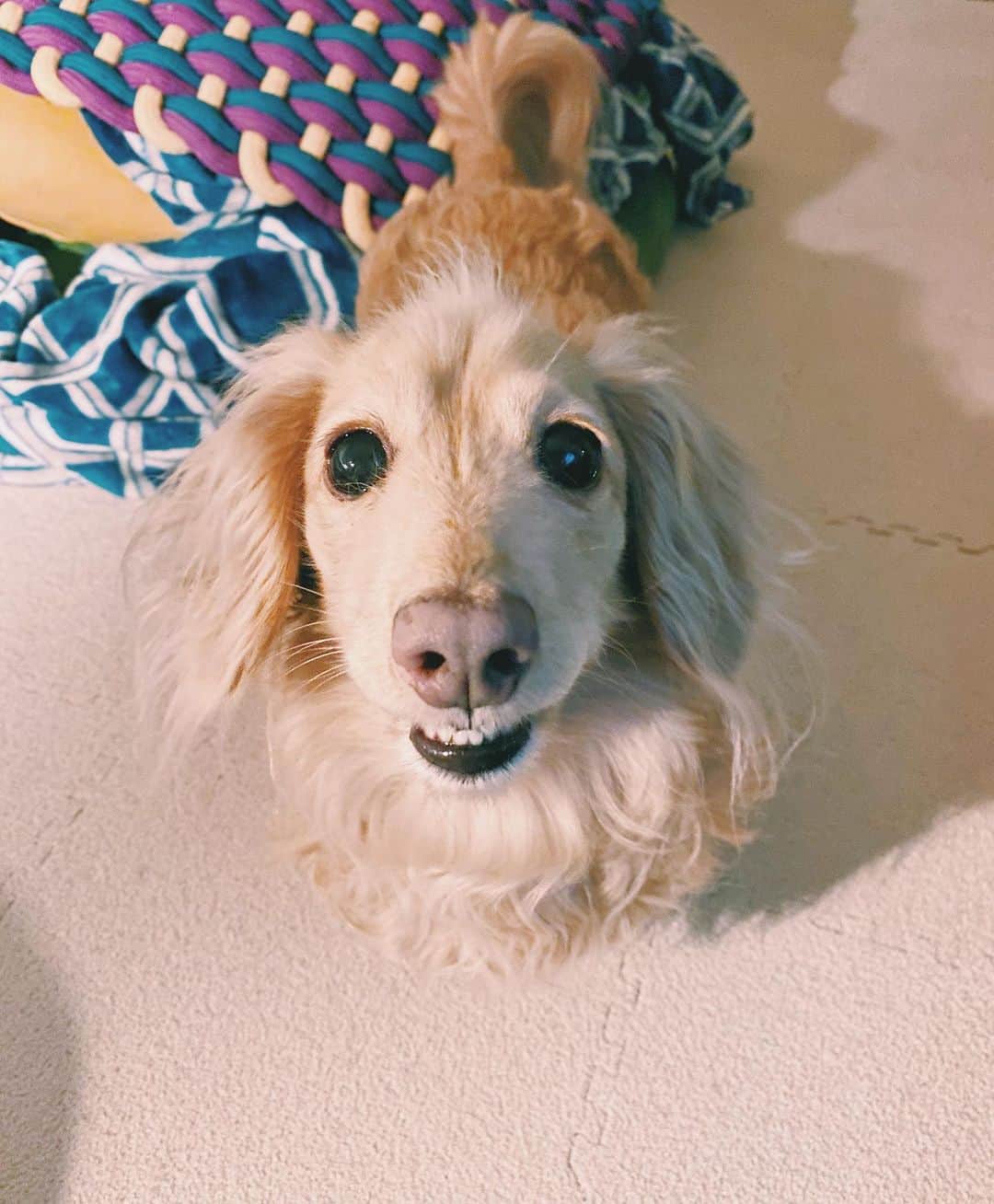 BETTYのインスタグラム：「おもちゃが欲しいべったん」
