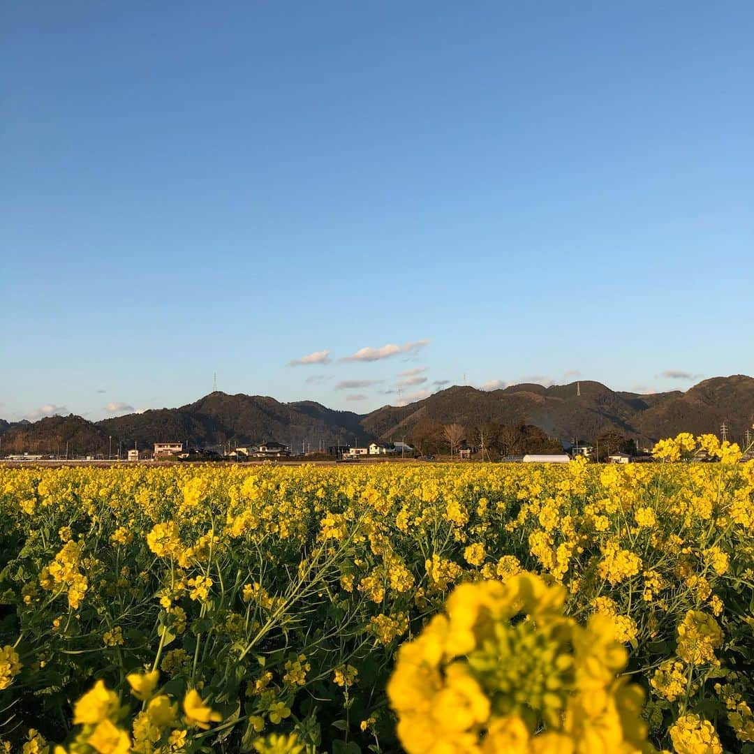 木原梢さんのインスタグラム写真 - (木原梢Instagram)「菜の花の季節@鴨川  今日から新しいこと始めた！ 成果が出るのが楽しみで仕方ない😝  #菜の花 #鴨川 #菜な畑ロード #良い景色 #チャレンジ #継続は力なり #それが1番苦手なタイプ」1月11日 22時59分 - kozu0917