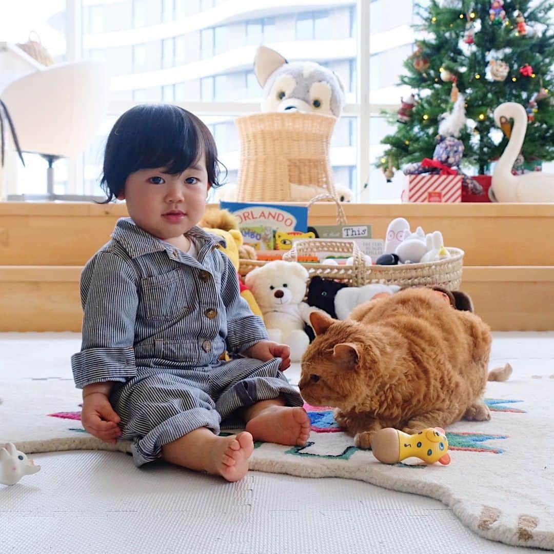 ギネス & ピムスさんのインスタグラム写真 - (ギネス & ピムスInstagram)「11/01/2020 Happy Caturday! ・ They’re brothers and also the best friends. Have a great weekend, everyone! ・ ・ 最近ピム丸と凪丸の仲が一気に 深まった気がする。 ピム丸は凪くんが産まれてから すごくお兄ちゃんらしくなり、 これは予想していなかった！ 一方、王子は全くブレず 相変わらずひとりっ子な感じで、 そこは予想通りだった。笑 皆さま素敵な週末を♬ ・ ・ #ピムスくん #ギネピムと凪くん  #1yearold #1歳 #1歳1ヶ月  #babyboy #男の子ベビー #赤ちゃんのいる生活 #赤ちゃんのいる暮らし #赤ちゃんと猫 #猫と赤ちゃん」1月11日 23時08分 - rina_takei