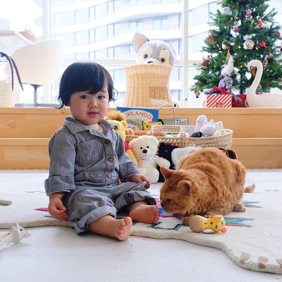 ギネス & ピムスさんのインスタグラム写真 - (ギネス & ピムスInstagram)「11/01/2020 Happy Caturday! ・ They’re brothers and also the best friends. Have a great weekend, everyone! ・ ・ 最近ピム丸と凪丸の仲が一気に 深まった気がする。 ピム丸は凪くんが産まれてから すごくお兄ちゃんらしくなり、 これは予想していなかった！ 一方、王子は全くブレず 相変わらずひとりっ子な感じで、 そこは予想通りだった。笑 皆さま素敵な週末を♬ ・ ・ #ピムスくん #ギネピムと凪くん  #1yearold #1歳 #1歳1ヶ月  #babyboy #男の子ベビー #赤ちゃんのいる生活 #赤ちゃんのいる暮らし #赤ちゃんと猫 #猫と赤ちゃん」1月11日 23時08分 - rina_takei