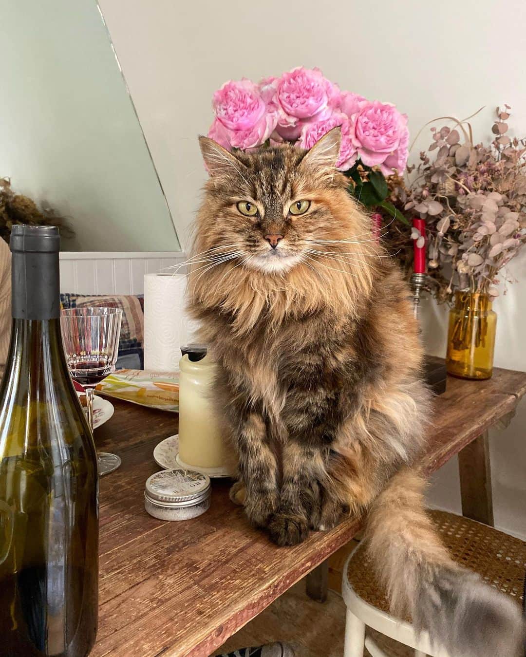 Jeanneのインスタグラム：「🌸Happy Caturday 🌸」