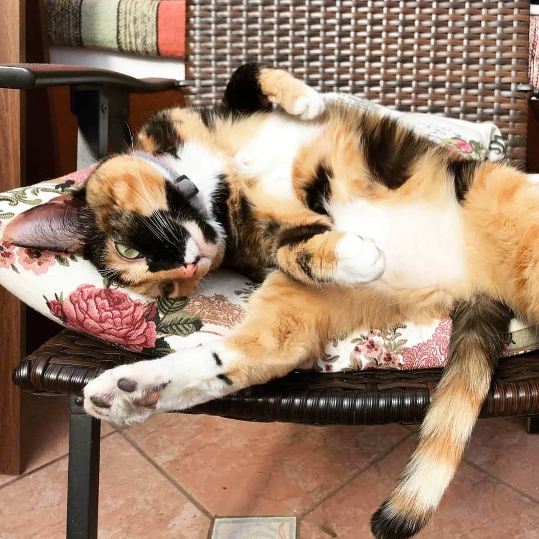 CatStockerのインスタグラム：「Hello! #catstocker is here!  Follow our FURRriend @rebecca_thecat  Scroll right for more pictures 👉 . . . . . #cat #neko #mačka #chat #kočka #котка #kotek #kot #кіт #mače #кошка #кот #katze #gato #gatto #kissa #kattunge #猫 #고양이 #貓 #kedi #köttur #kissanpentu #חתול #кішка #kedicik #кошеня #gattino #子猫」